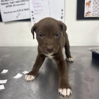 nola -  Shepherd and Catahoula Leopard Dog Dog for Adoption in Parrish, Alabama - Nola | PetCurious