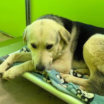 Great Pyrenees and German Shepherd Dog Dogs Available for Adoption - LC-Huey | PetCurious
