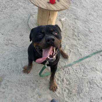 Rottweiler Dogs Available for Adoption in Thousand Palms, California - MORPHEUS | PetCurious