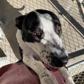 Zoey -  Great Dane and Pit Bull Terrier Dog for Adoption in Riverwoods, Illinois - Zoey | PetCurious