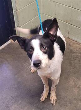 Border Collie and Mixed Breed Dogs Available for Adoption in Tulsa, Oklahoma - JERSEY | PetCurious