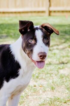 Rescue American Staffordshire Terrier Dogs for Adoption in Houston, Texas - Mohawk | PetCurious