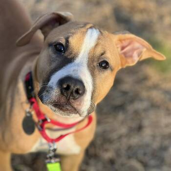 Pit Bull Terrier Dogs Available for Adoption - Dolce | PetCurious