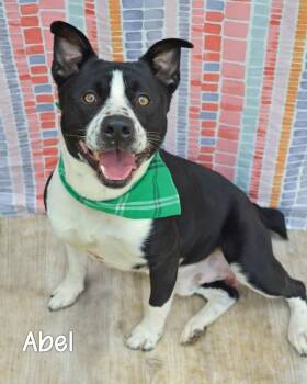 Abel -  Cattle Dog and Pit Bull Terrier Dog Available for Adoption in Gautier, Mississippi - Abel | PetCurious