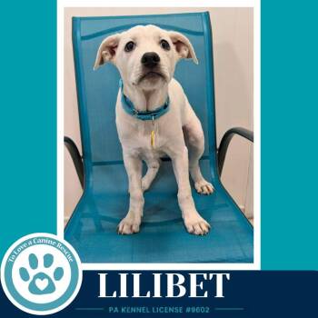 Lilibet (The Palace Pups) 071826 -  Australian Shepherd Dog for Adoption in Kimberton, Pennsylvania - Lilibet (The Palace Pups) 071826 | PetCurious