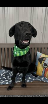 Labrador Retriever and Mixed Breed Dogs Available for Adoption - Hank | PetCurious