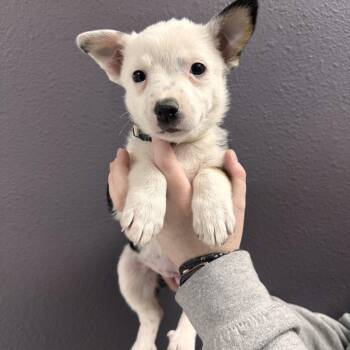 Mixed Breed Dogs Available for Adoption in Las Vegas, Nevada - Daisy  | PetCurious