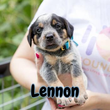 Lennon -  Beagle Dog for Adoption in Austin, Texas - Lennon | PetCurious