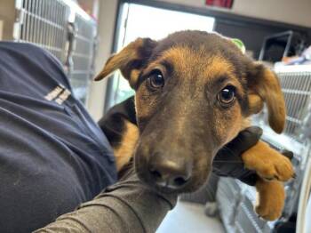 German Shepherd Dog and Mixed Breed Dogs Available for Adoption - A251826 | PetCurious