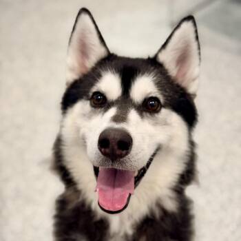 Crystal -  Siberian Husky Dog for Adoption in Stafford Township, New Jersey - Crystal | PetCurious