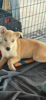 Remmington -  Siberian Husky Dog for Adoption in York, Pennsylvania - Remmington | PetCurious