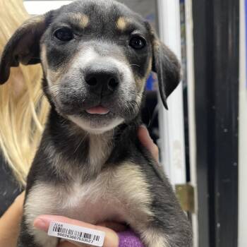 Mixed Breed Dogs Available for Adoption in Savannah, Georgia - Cassidy Puppy 6 | PetCurious