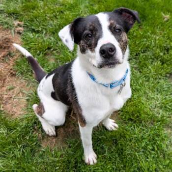 Mixed Breed Dogs Available for Adoption in Ottawa Hills, Ohio - Lulu | PetCurious