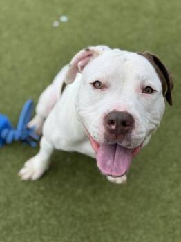 Wynston -  Pit Bull Terrier and Mixed Breed Dog for Adoption in Atlanta, Georgia - Wynston | PetCurious