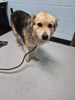 Shepherd Dogs Available for Adoption in Lawrenceville, Georgia - Pen 153 | PetCurious