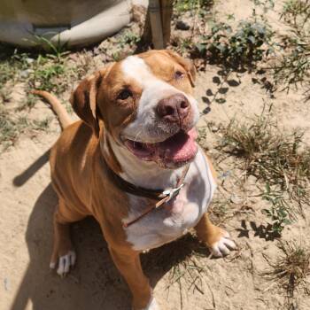 Rescue American Bulldog Dogs for Adoption in Benson, North Carolina - Red | PetCurious