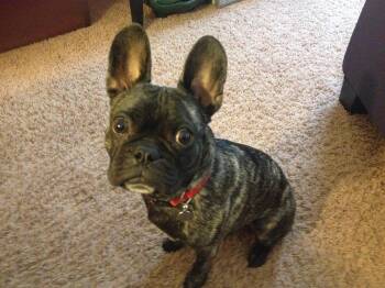 Lenny -  French Bulldog and Boston Terrier Dog for Adoption in Holland, Michigan - Lenny | PetCurious