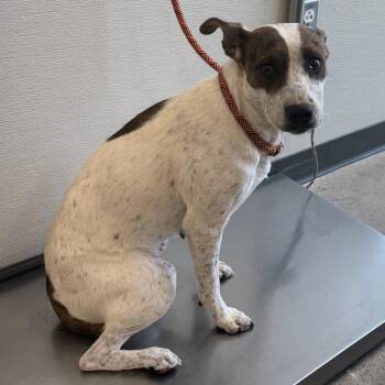 109545 -  Mixed Breed Dog for Adoption in Las Cruces, New Mexico - 109545 | PetCurious