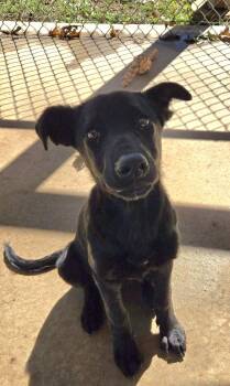 Mary Ann - At shelter available 10/18 -  Shepherd Dog for Adoption in Rustburg, Virginia - Mary Ann - At Shelter Available 10/18 | PetCurious