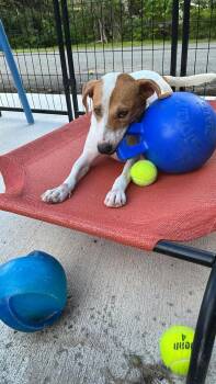 Monday (LOCATED AT BTDR HQ) -  Mixed Breed Dog for Adoption in Leverett, Massachusetts - Monday (LOCATED AT BTDR HQ) | PetCurious
