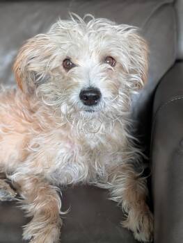 Suzie -  Miniature Poodle Dog for Adoption in Baton Rouge, Louisiana - Suzie | PetCurious