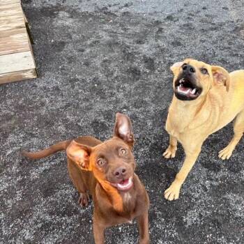 Ollie -  Shepherd and Hound Dog for Adoption in Quakertown, Pennsylvania - Ollie | PetCurious