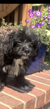 Louie Cutie Puppy -  Poodle and Cavalier King Charles Spaniel Dog for Adoption in Franklin, Tennessee - Louie Cutie Puppy | PetCurious