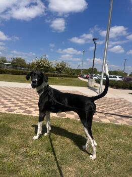 Great Dane Dogs Available for Adoption in Houston, Texas - Izzy | PetCurious