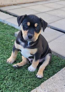 Terrier Dogs Available for Adoption in WDM, Iowa - Oregano | PetCurious