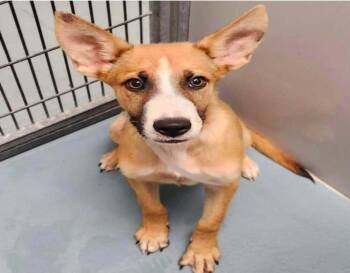 Bizzy -  German Shepherd Dog Dog for Adoption in Sedalia, Colorado - Bizzy | PetCurious
