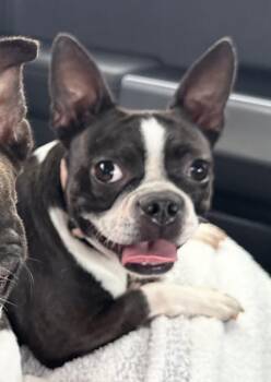 Frida Belle - 5007 FL -  Boston Terrier Dog for Adoption in Maryville, Tennessee - Frida Belle - 5007 FL | PetCurious