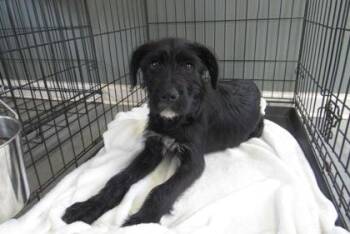 Terrier and Mixed Breed Dogs Available for Adoption - Tilly | PetCurious