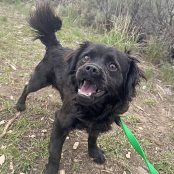 Mixed Breed Dogs Available for Adoption in Hailey, Idaho - Wesley | PetCurious
