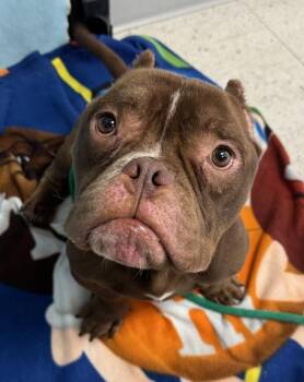 *Franklin* -  American Bully Dog for Adoption in Salt Lake City, Utah - *Franklin* | PetCurious