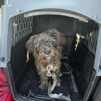 Alfie (Benefactor Dog) -  Shih Tzu and Terrier Dog for Adoption in New Orleans, Louisiana - Alfie (Benefactor Dog) | PetCurious