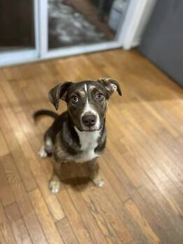 German Shepherd Dog and Husky Dogs Available for Adoption - Samantha! Dog/Cat/Kid Friendly! | PetCurious