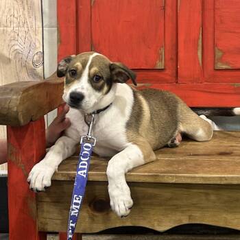 Mixed Breed Dogs Available for Adoption in Midland, Texas - FWT Rebel | PetCurious