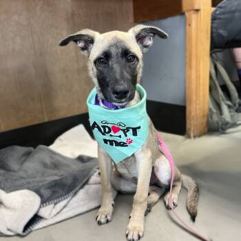 Rescue Shepherd Dogs for Adoption in Austin, Texas - Lavender Dreams | PetCurious