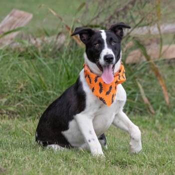 Rescue Labrador Retriever and Mixed Breed Dogs for Adoption in Henderson, Kentucky - Kimber | PetCurious