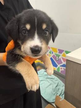 NIGHTCRAWLER -  German Shepherd Dog Dog for Adoption in Baytown, Texas - NIGHTCRAWLER | PetCurious