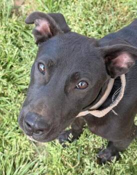 Labrador Retriever and Boxer Dogs Available for Adoption in Calera, Alabama - Mickey | PetCurious