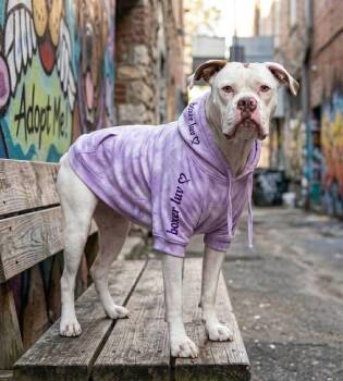 Boxer Dogs Available for Adoption in Fountaintown, Indiana - Ohana | PetCurious