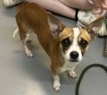 Rescue Chihuahua and Terrier Dogs for Adoption in Sautee Nacoochee, Georgia - Tully | PetCurious