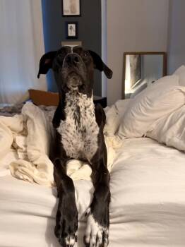 Mabel nka Majel -  Great Dane Dog for Adoption in Columbus, Ohio - Mabel Nka Majel | PetCurious