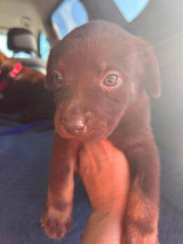 Labrador Retriever Dogs Available for Adoption in Fort Worth, Texas - Matilda (Tilly) Valley | PetCurious