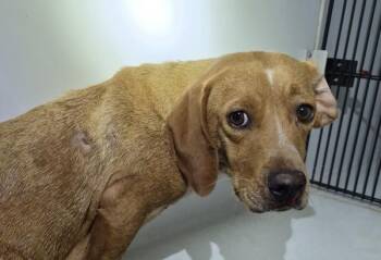 Nd-08 C Demi -  Dachshund Dog for Adoption in Lawrenceville, Georgia - Nd-08 C Demi | PetCurious