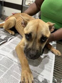 Lunah -  Mixed Breed Dog for Adoption in Atlanta, Georgia - Lunah | PetCurious