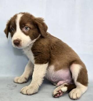 Kristoff -  Australian Shepherd and Mixed Breed Dog for Adoption in Morton Grove, Illinois - Kristoff | PetCurious
