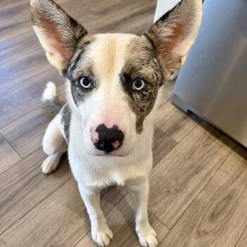 Parker -  Australian Cattle Dog Blue Heeler and Mixed Breed Dog for Adoption in Mead, Colorado - Parker | PetCurious