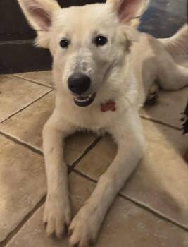 Rescue White German Shepherd Dogs for Adoption in Kiowa, Oklahoma - Lotus | PetCurious